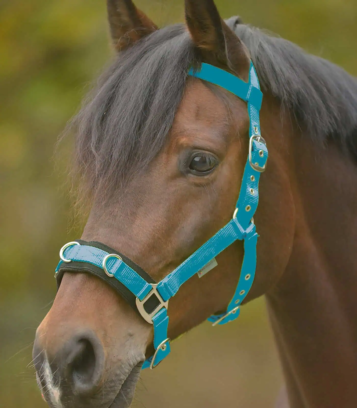 Economic Lunging Halter azure blue COB