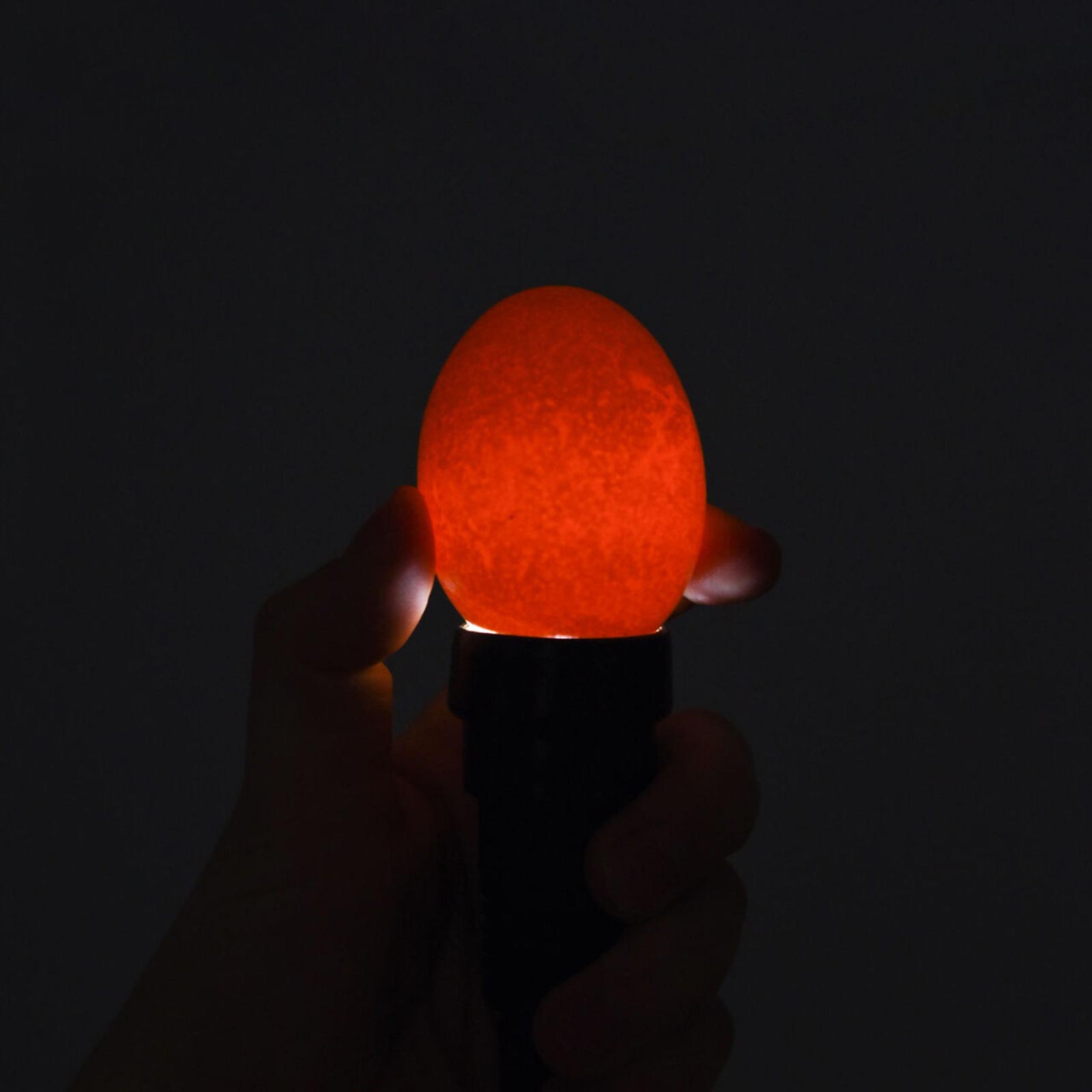 LED-skrämlampa för ägg