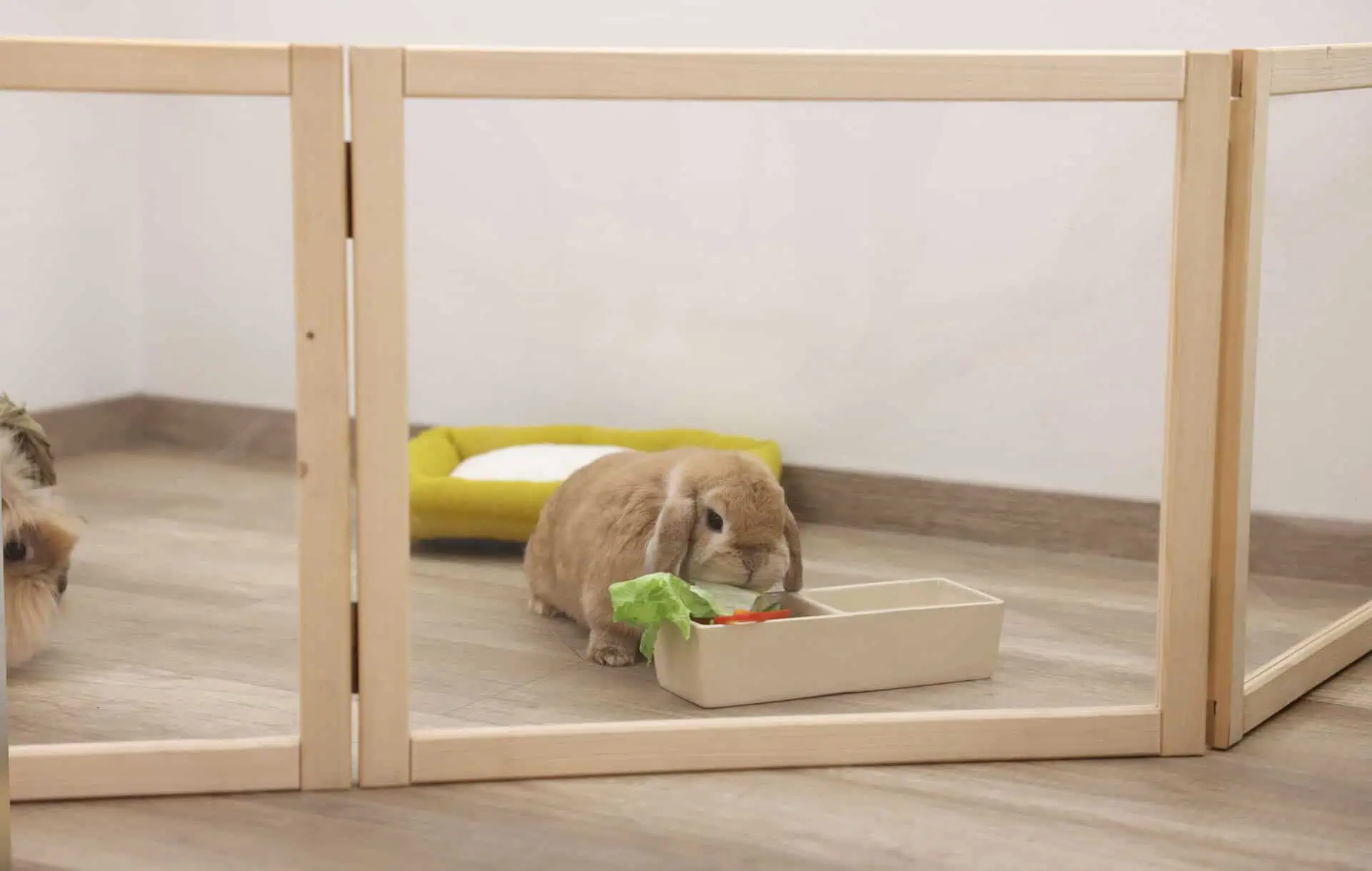 Indoor room divider / small animal run