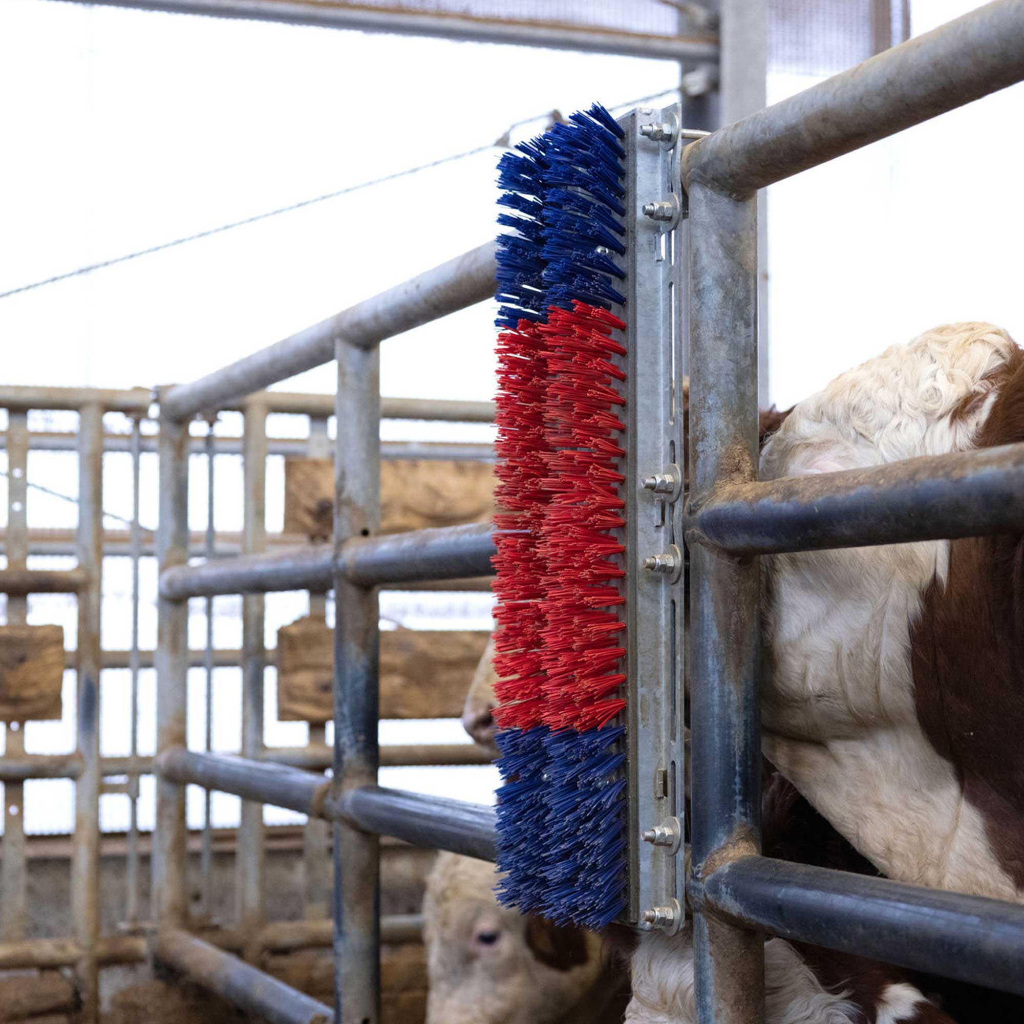Scratch Brush Bully, 90x30 cm, for ITW cattle feed