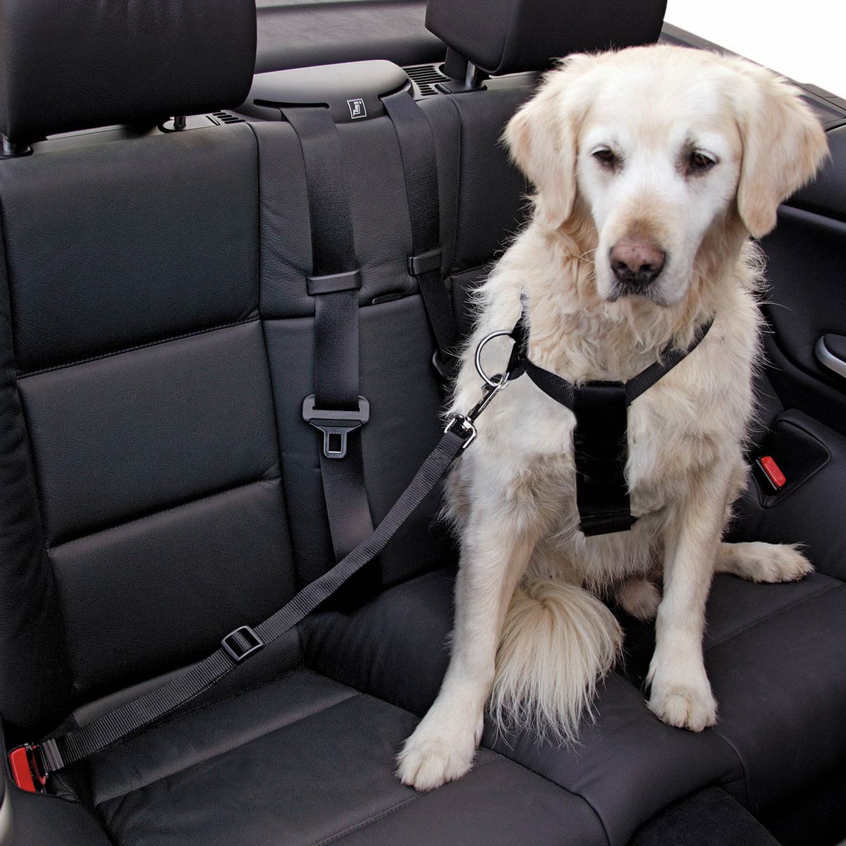car dog harness size xl, black adjustable