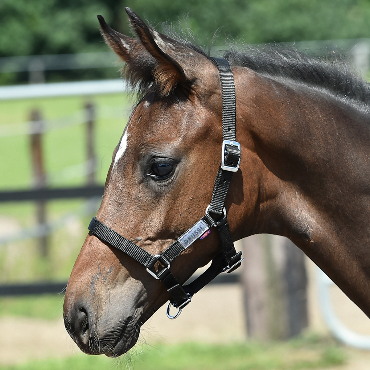 BUSSE Halter FOHLEN bordeaux