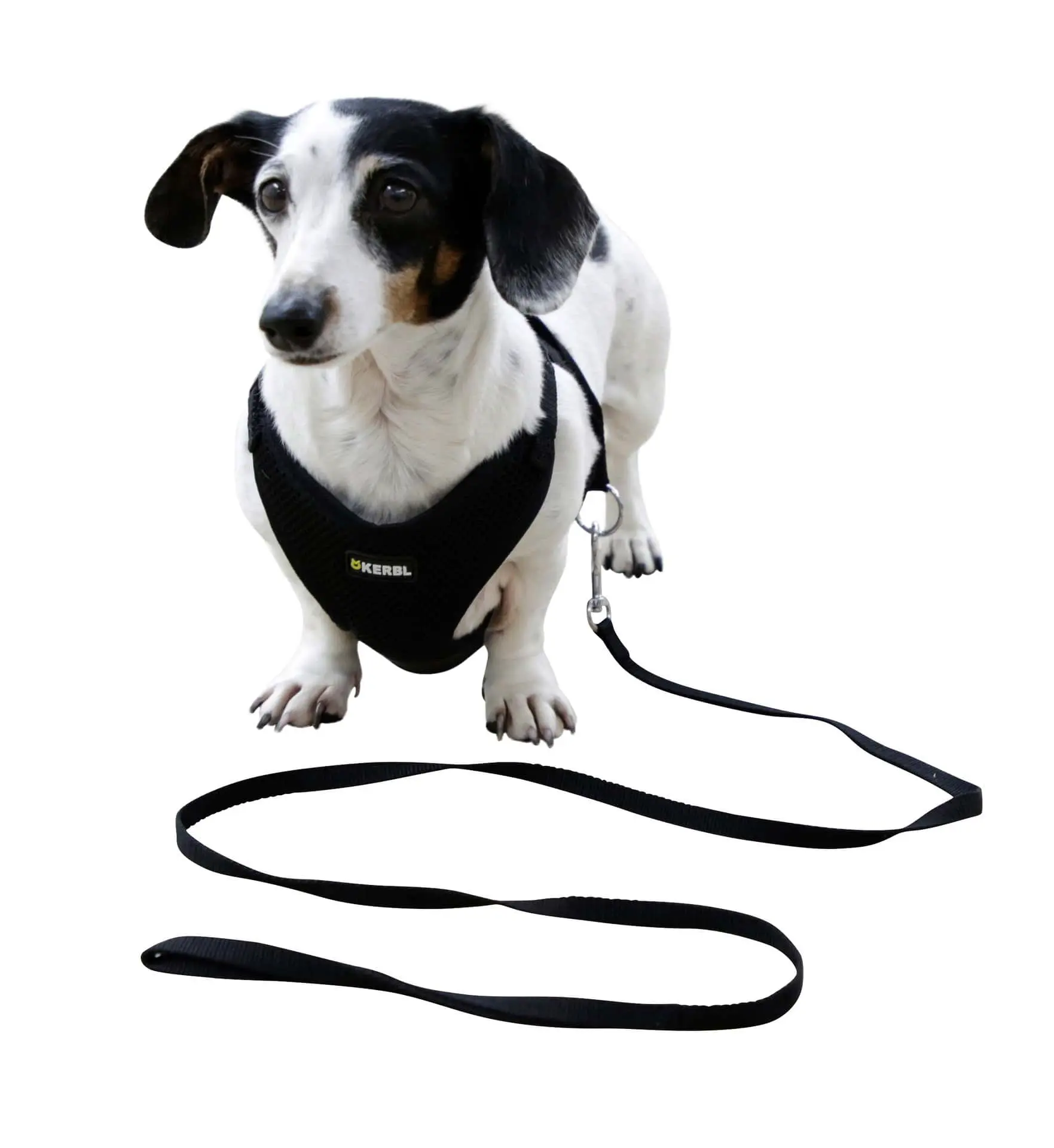 Puppy Harness with Leash