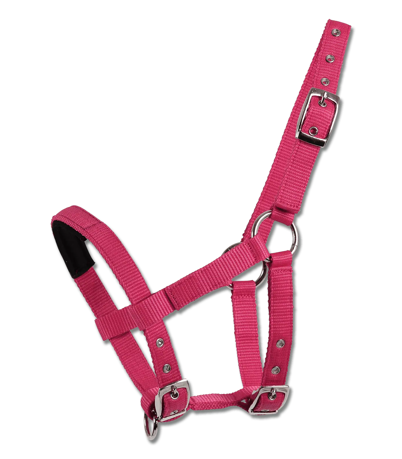 Halter for Mini-Shetty azalea