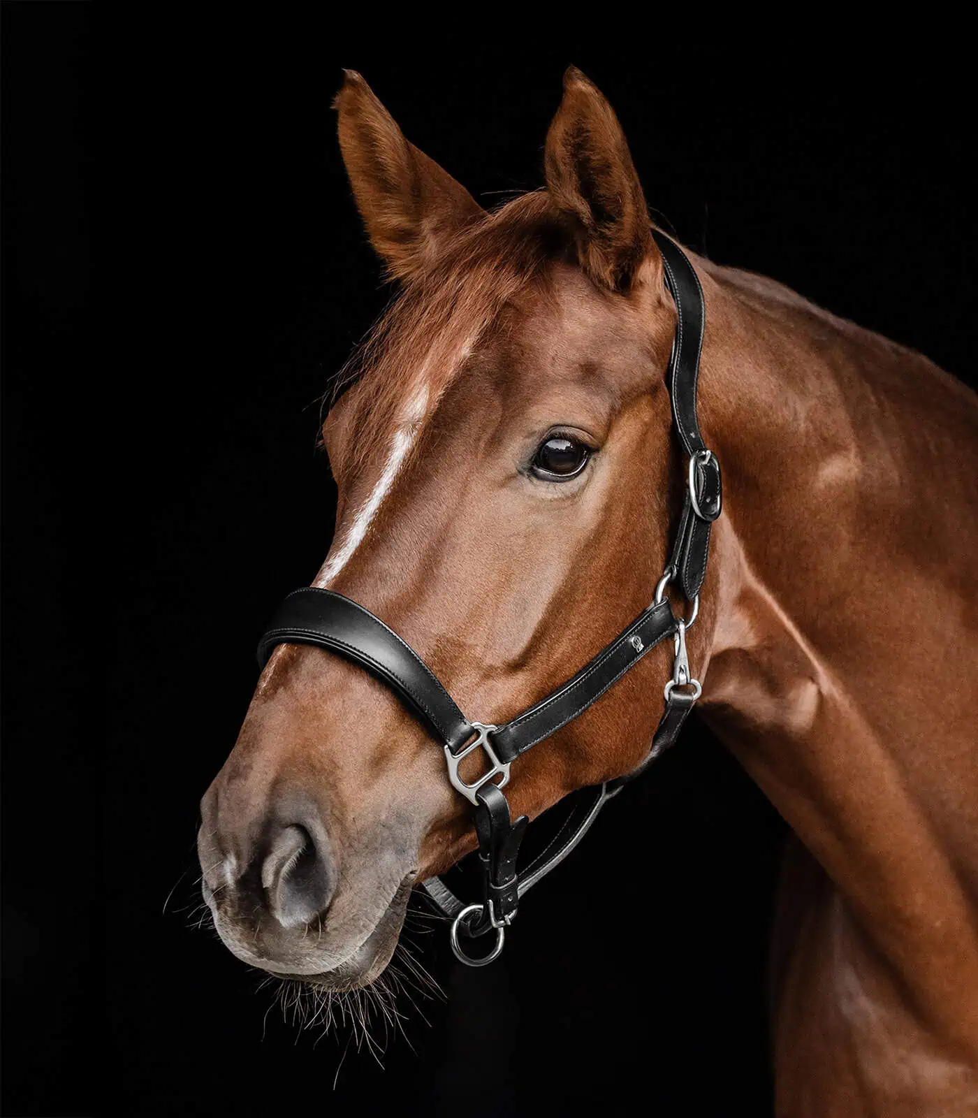 Waldhausen X-Line Leather Halter Anatomic black COB