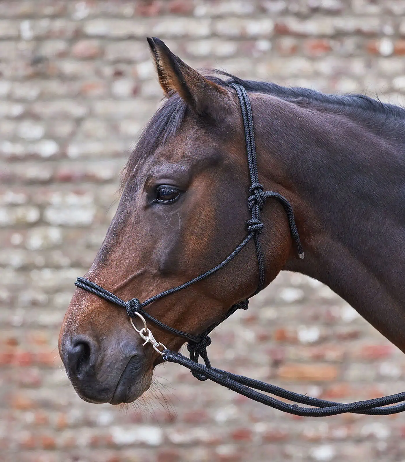 Knotted Halter with reins black Pony