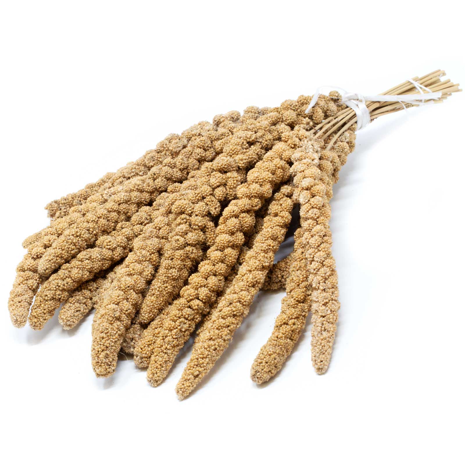 Leimüller Foxtail millet gul kinesisk