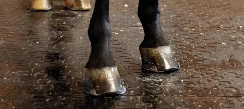 Stabilt Golv Stabilt Golv