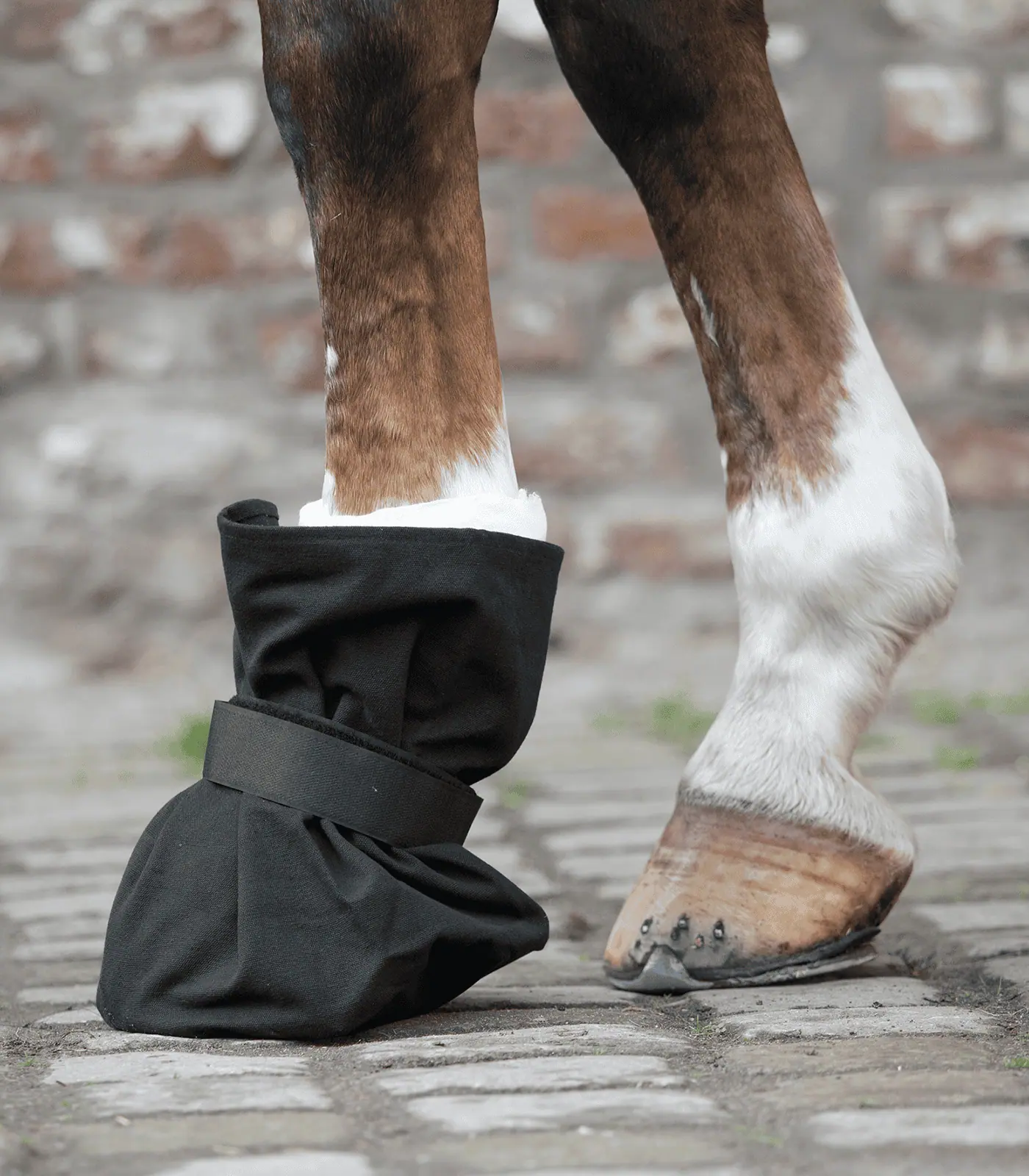 Protection for hoof dressings black Pony