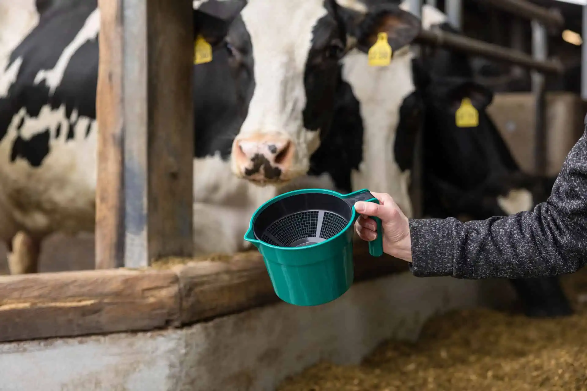Premium kopp för förmjölkning grön