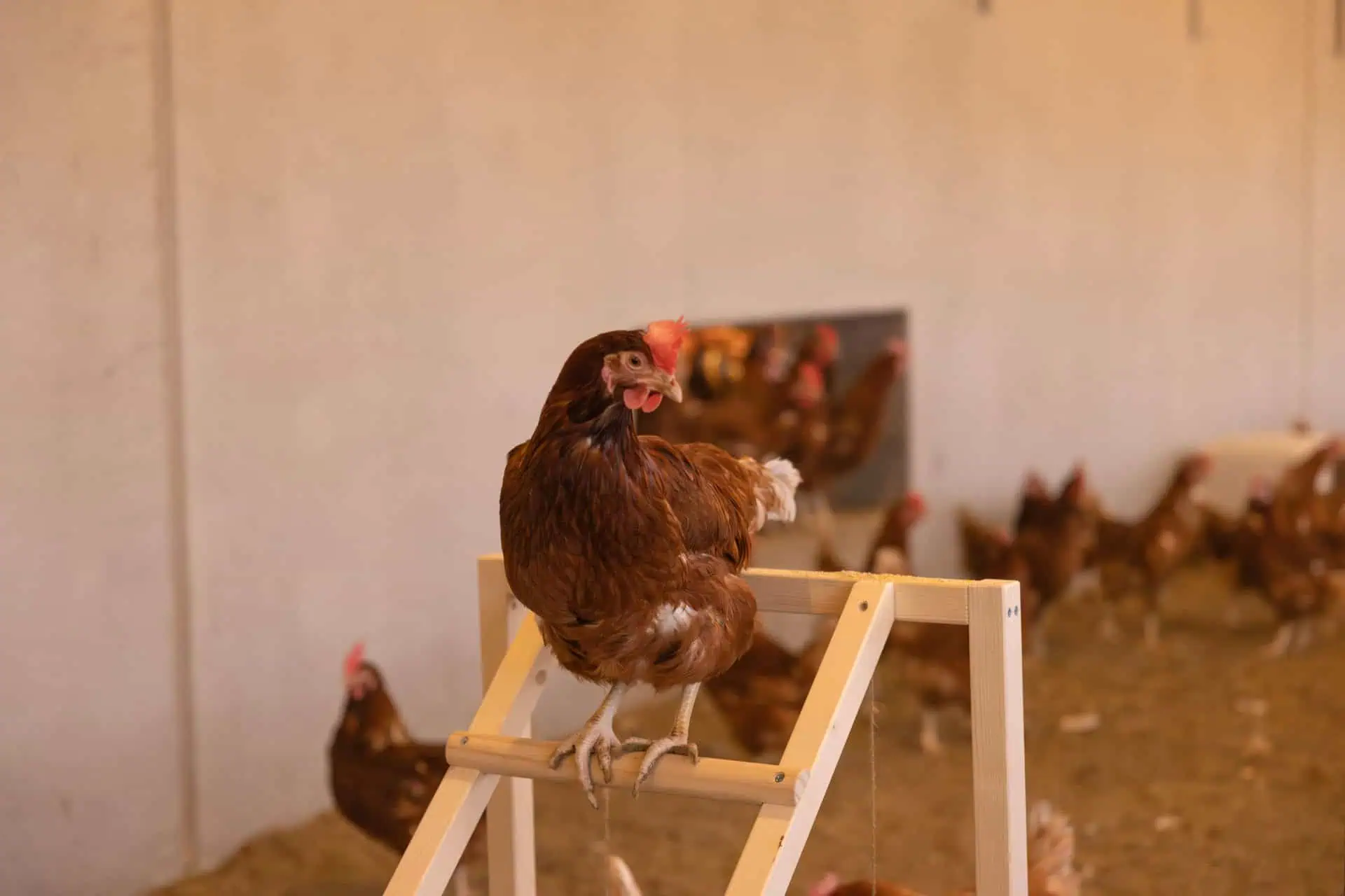 Kerbl Climbing Tower for Chickens