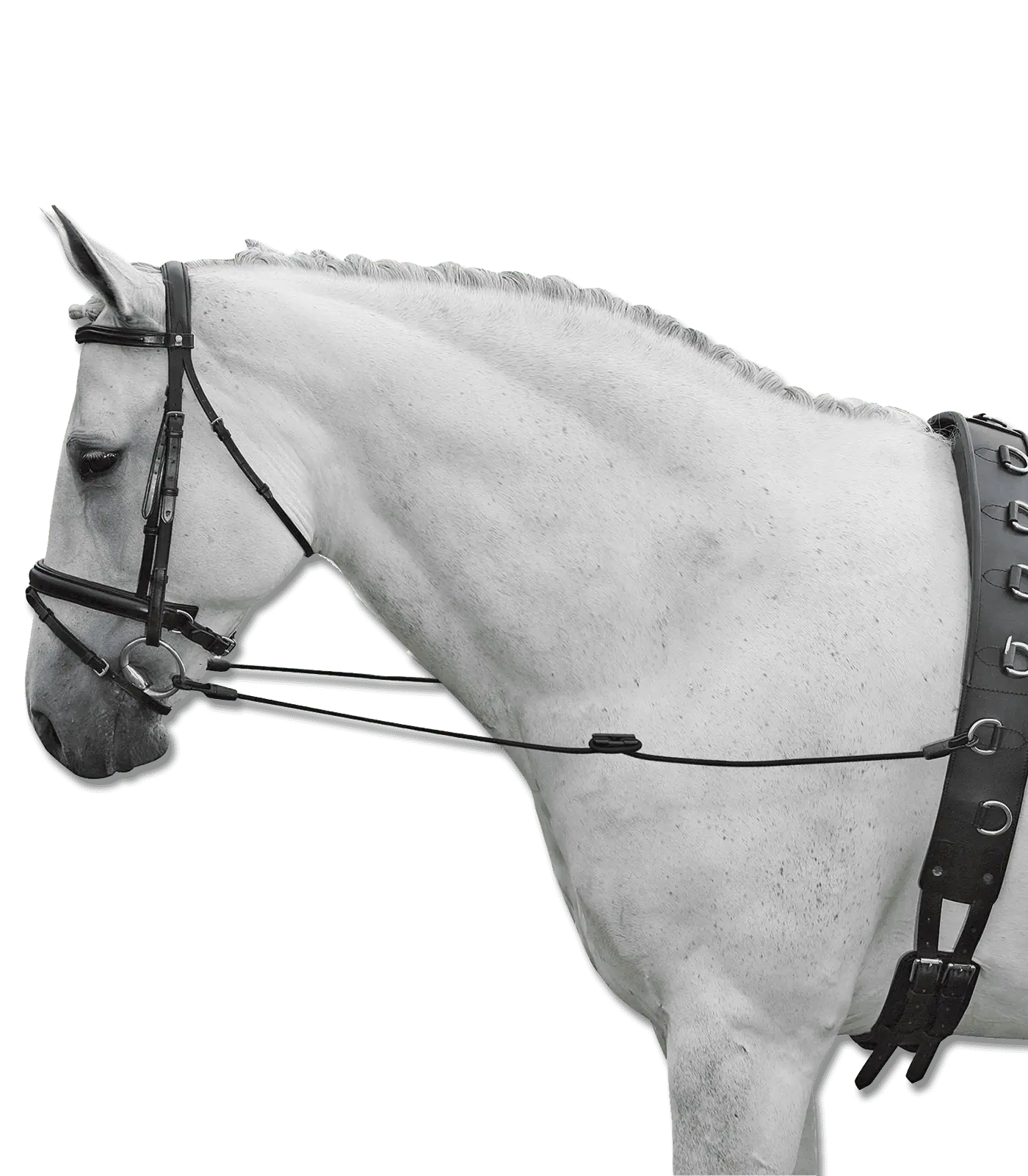 Side Reins Elastic