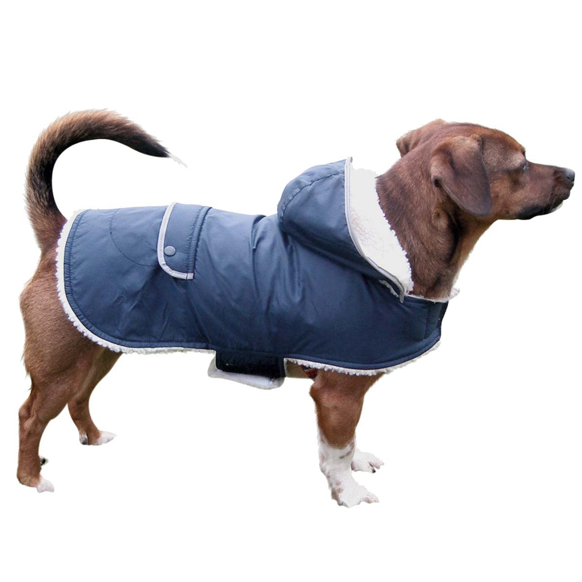 TEDDY dog coat Girth measurement 32-43cm
