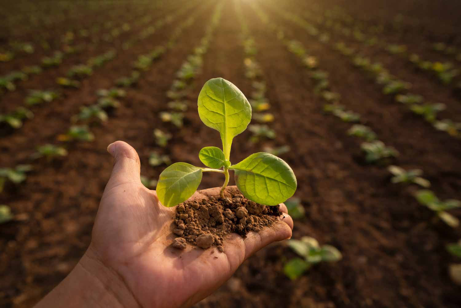 Frön Och Gödningsmedel Frön Och Gödningsmedel