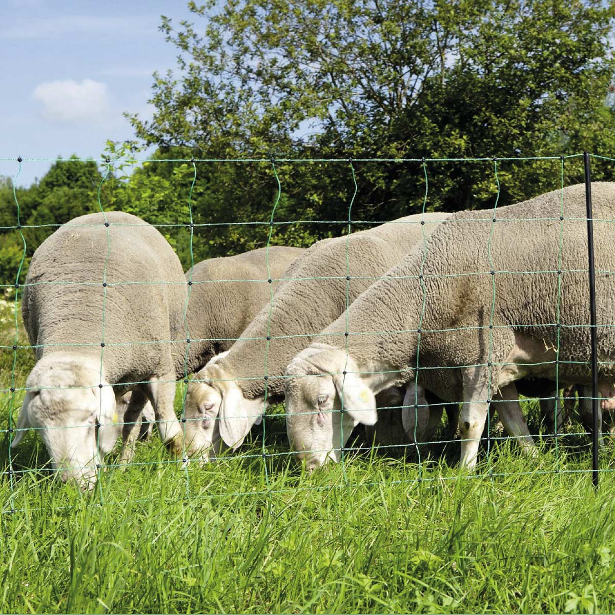 Agrarzone fårnät Classic med ström, dubbel spets, grönt 50 m x 90 cm