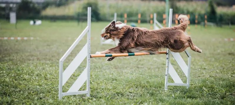 Tillbehör För Hundträning