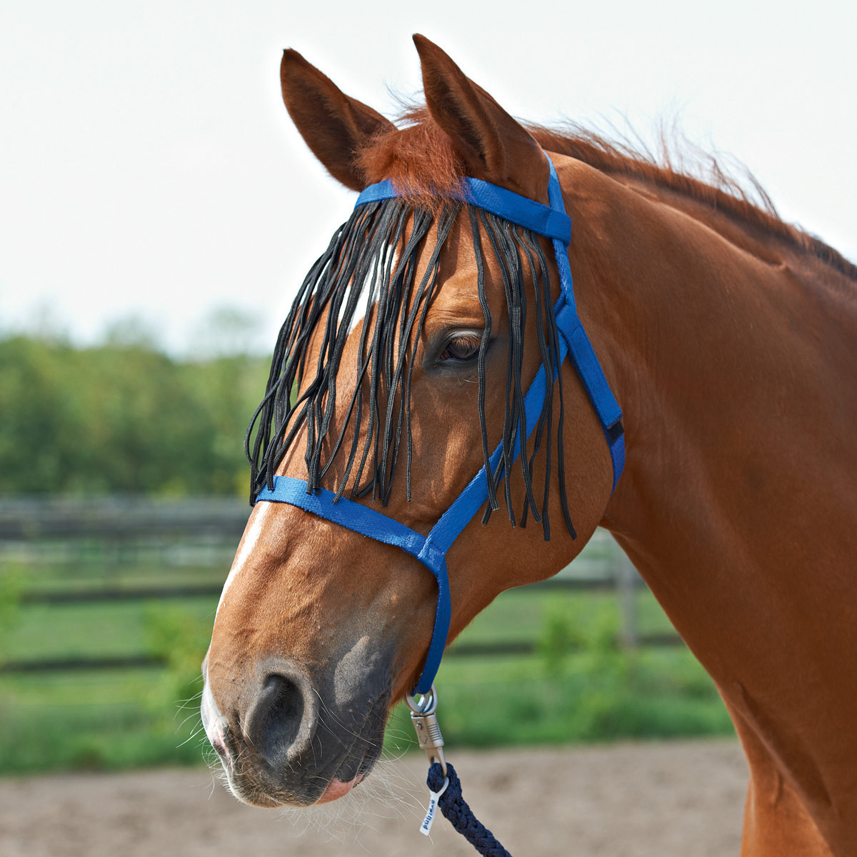 BUSSE Halter WHEAT FRANSEN royalblue FULL