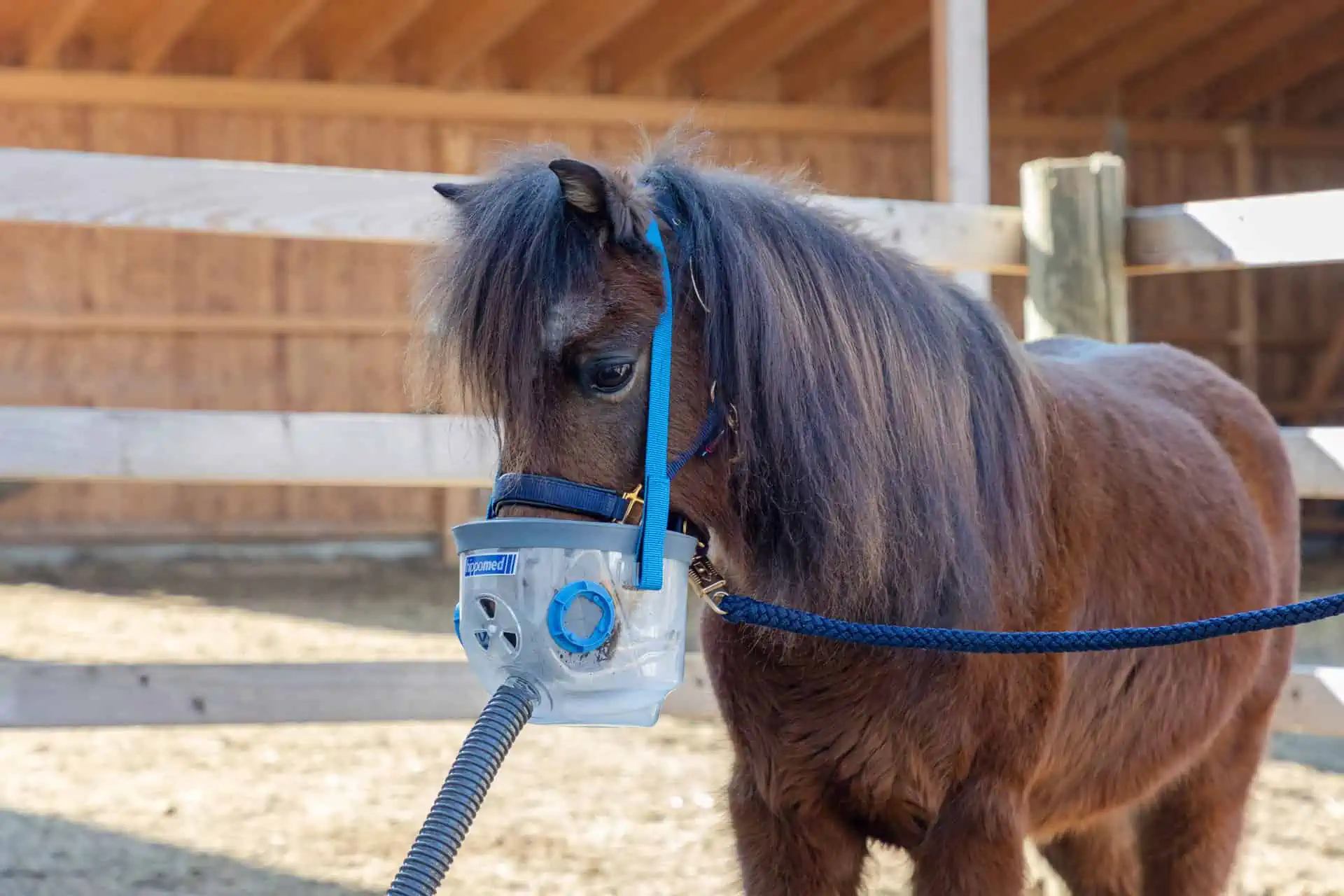 Hippomed AirOne ultraljudsinhalator för hästar utan mask