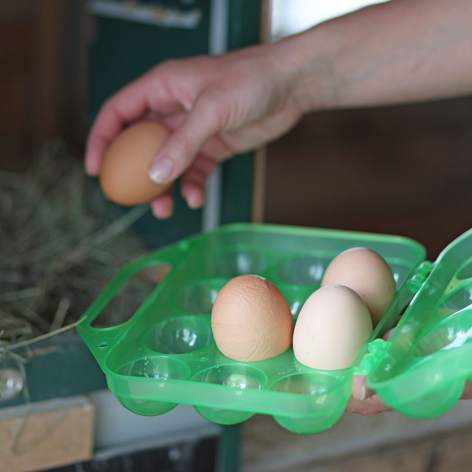 Äggtransportlåda av plast för 12 ägg, grön