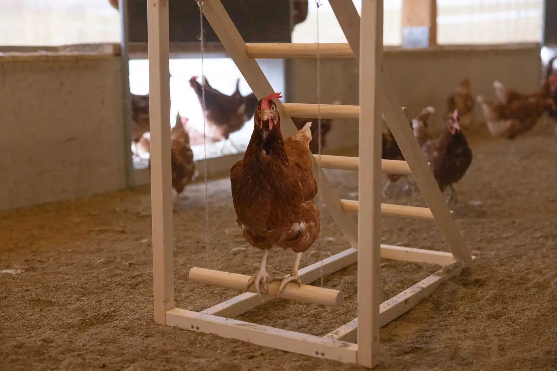 Climbing tower for chickens