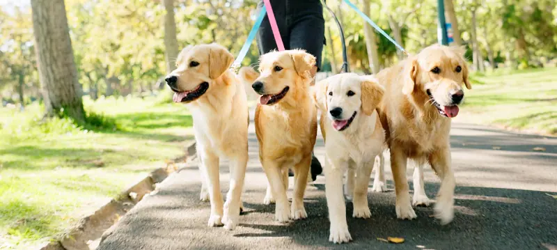 Tillbehör För Hundpromenad