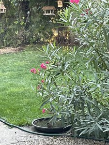 IMG_4396.jpeg